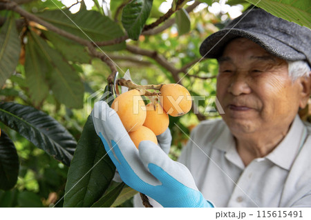 琵琶の収穫をする果樹農家の男性、日本の農家 115615491