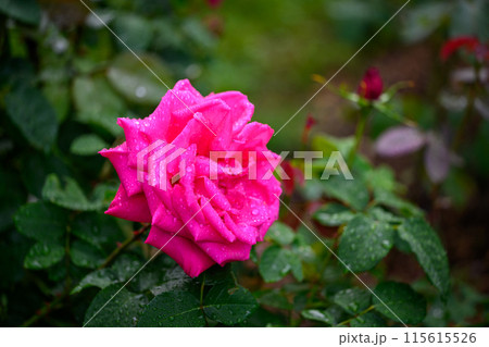 朝露と薔薇（マリアカラス）_3653 115615526