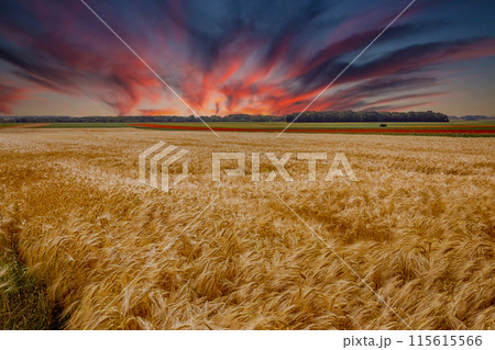 wheat fields in summer, Etretat, Normandy, france 115615566