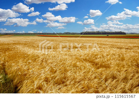 wheat fields in summer, Etretat, Normandy, france 115615567