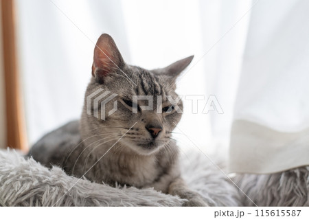 窓辺でくつろぐ猫　サバトラ猫 115615587