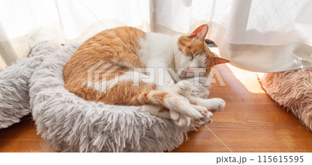 眠る猫 茶トラ白 眠る猫 茶トラ白 115615595