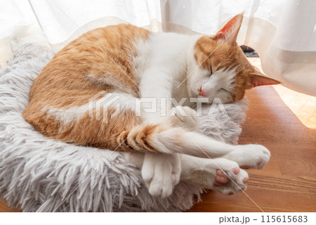 眠る猫 茶トラ白 眠る猫 茶トラ白 115615683