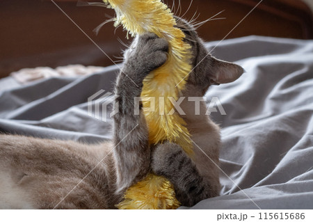 おもちゃで遊ぶ猫 おもちゃで遊ぶ猫 115615686