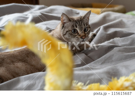おもちゃで遊ぶ猫 115615687