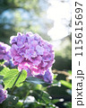 紫陽花 紫 紫陽花 紫 115615697