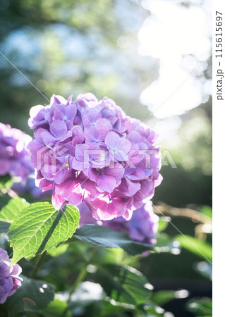 紫陽花 紫 紫陽花 紫 115615697
