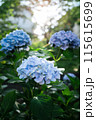 紫陽花 青 紫陽花 青 115615699