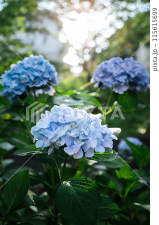 紫陽花 青 紫陽花 青 115615699