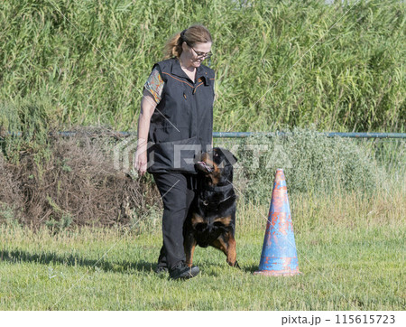 obedience training with a rottweiler 115615723