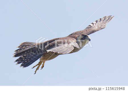 青空をバックに滑空するハヤブサ幼鳥 青空をバックに滑空するハヤブサ幼鳥 115615948