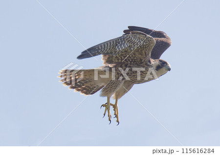 青空をバックにはばたくハヤブサ幼鳥 青空をバックにはばたくハヤブサ幼鳥 115616284