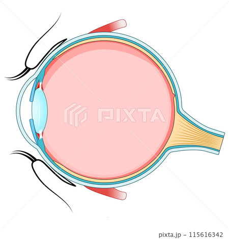 Eye anatomy. Cross section of a Human eyeball. 115616342