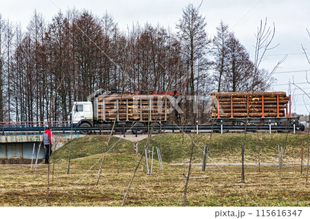 A lorry (log truck) transports trunks of felled trees 115616347