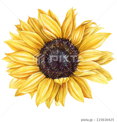 yellow flowers watercolor. Sunflower summer garden wedding flower isolated background, Yellow floral design illustration 115616425