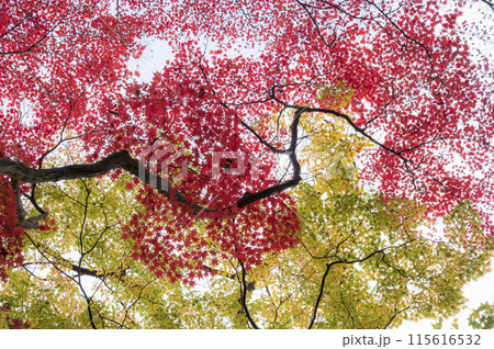 見上げれば紅葉黄葉 見上げれば紅葉黄葉 115616532