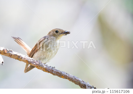 餌を運ぶオオルリの雌 餌を運ぶオオルリの雌 115617106