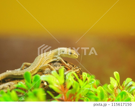 ニホンカナヘビ・小型爬虫類（と、エサのコオロギ） 115617150