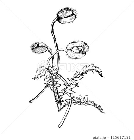 Hand drawn vector graphic botanical illustration flowers leaves. Red poppy papaver, stems buds seedpods. Field bouquet isolated on white background. Design wedding, cards, remembrance day stationery Hand drawn vector graphic botanical illustration flowers leaves. Red poppy papaver, stems buds seedpods. Field bouquet isolated on white background. Design wedding, cards, remembrance day stationery 115617151