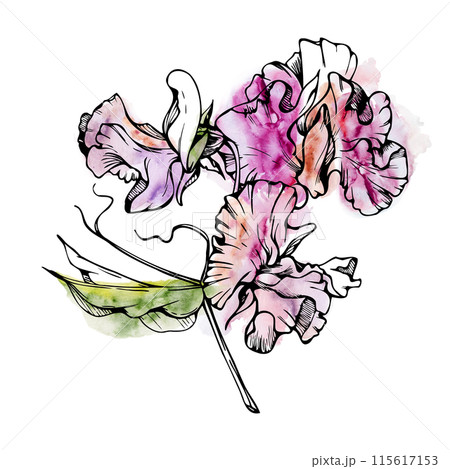 Hand drawn watercolor ink illustration botanical flowers leaves. Sweet everlasting pea, vetch bindweed legume. Branch bouquet isolated on white background. Design wedding, love cards, floral shop Hand drawn watercolor ink illustration botanical flowers leaves. Sweet everlasting pea, vetch bindweed legume. Branch bouquet isolated on white background. Design wedding, love cards, floral shop 115617153