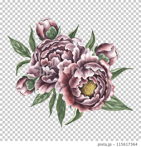 Peonies in vintage style. Hand-made watercolor illustration. A bouquet of peony flowers. Isolate it. A design element of a postcard, banner, flyer and poster. For packaging, label and print Peonies in vintage style. Hand-made watercolor illustration. A bouquet of peony flowers. Isolate it. A design element of a postcard, banner, flyer and poster. For packaging, label and print 115617364