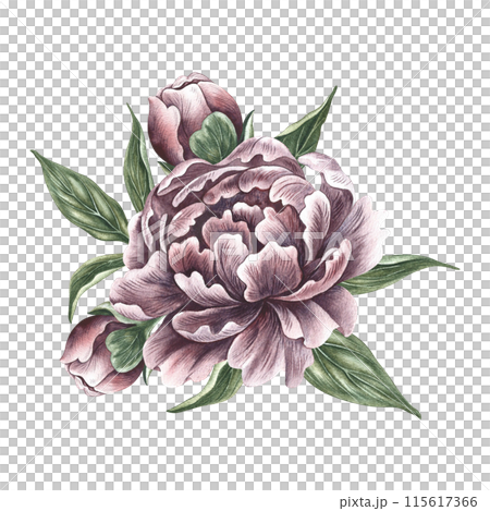 Peonies in vintage style. Hand-made watercolor illustration. A bouquet of peony flowers. Isolate it. A design element of a postcard, banner, flyer and poster. For packaging, label and print Peonies in vintage style. Hand-made watercolor illustration. A bouquet of peony flowers. Isolate it. A design element of a postcard, banner, flyer and poster. For packaging, label and print 115617366