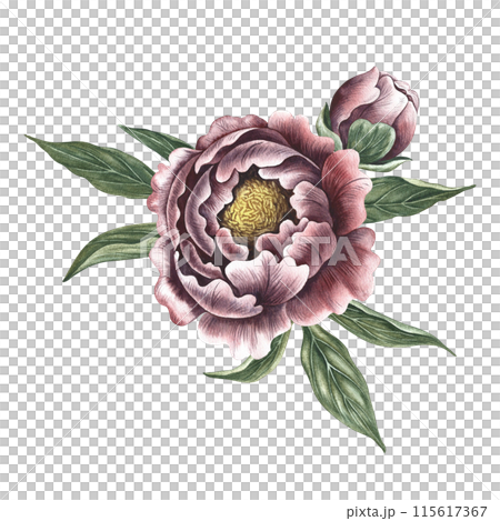 Peonies in vintage style. Hand-made watercolor illustration. A bouquet of peony flowers. Isolate it. A design element of a postcard, banner, flyer and poster. For packaging, label and print Peonies in vintage style. Hand-made watercolor illustration. A bouquet of peony flowers. Isolate it. A design element of a postcard, banner, flyer and poster. For packaging, label and print 115617367