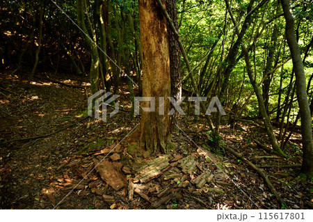 ナラ枯れによって樹皮が剥げ落ちた木の幹 115617801