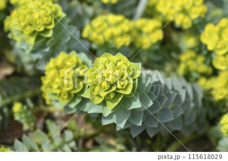 Myrtle spurge Myrtle spurge 115618029