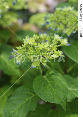 French hydrangea 115618049