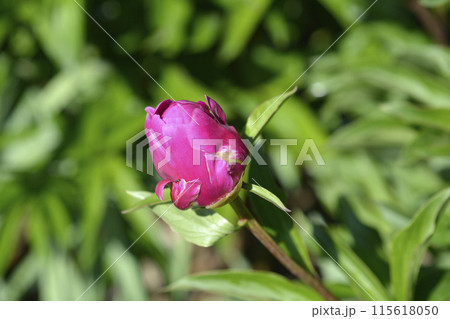 Fragrant peony 115618050
