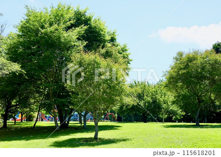 6月中旬　　涸沼自然公園　　茨城県 115618201