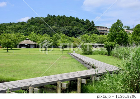 6月中旬 涸沼自然公園 茨城県 6月中旬 涸沼自然公園 茨城県 115618206