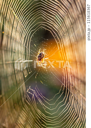 Spider on a web with the sun setting, casting a sunbeam on the intricate patterns Spider on a web with the sun setting, casting a sunbeam on the intricate patterns 115618367