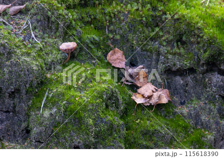Autumn forest scene with rocks, leaves, mushroom, and green vegetation, capturing natural details Autumn forest scene with rocks, leaves, mushroom, and green vegetation, capturing natural details 115618390