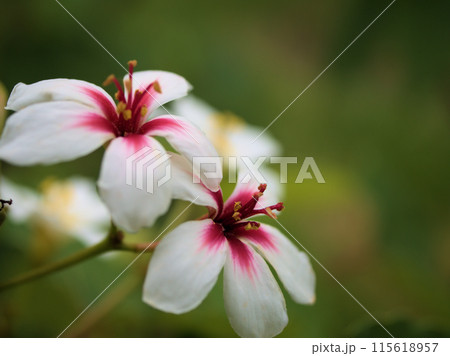 6月に咲いた美しいアブラギリの花 115618957
