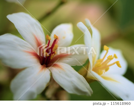 6月に咲いた美しいアブラギリの花 115618960