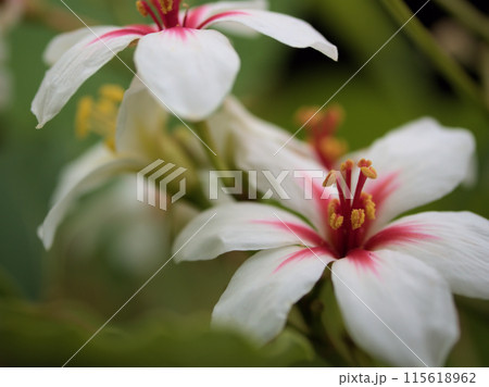 6月に咲いた美しいアブラギリの花 115618962