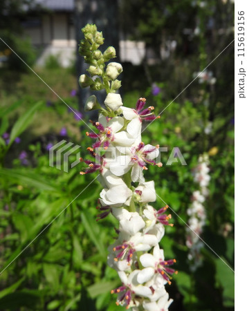 ヨーロッパ、北アフリカ等原産の帰化植物「シロバナモウズイカ」の花 ヨーロッパ、北アフリカ等原産の帰化植物「シロバナモウズイカ」の花 115619156