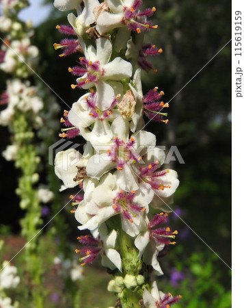 ヨーロッパ、北アフリカ等原産の帰化植物「シロバナモウズイカ」の花 ヨーロッパ、北アフリカ等原産の帰化植物「シロバナモウズイカ」の花 115619159