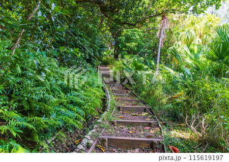 小笠原諸島・父島　中山峠ハイキング　 115619197