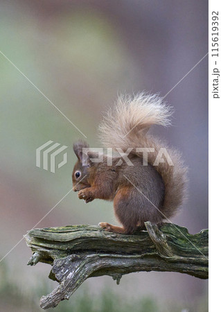 Red Squirrel Red Squirrel 115619392