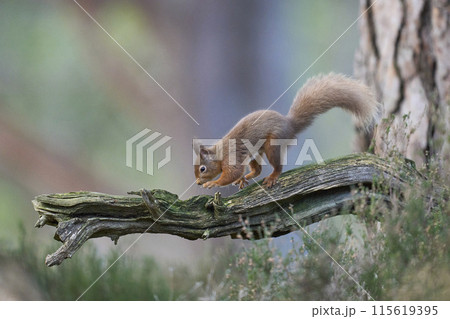 Red Squirrel 115619395