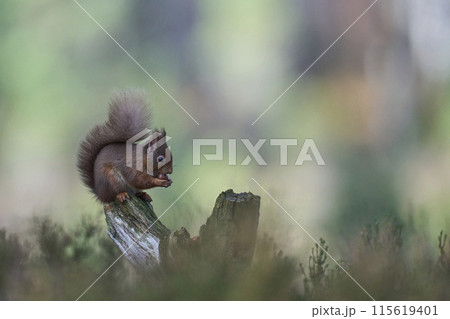 Red Squirrel Red Squirrel 115619401