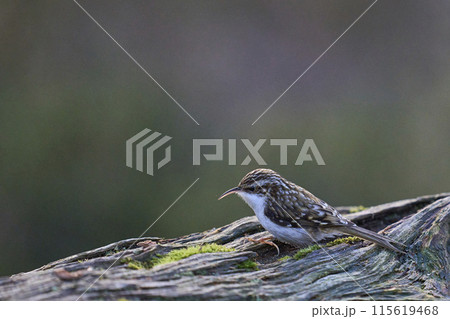Treecreeper Treecreeper 115619468
