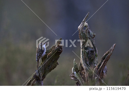 Treecreeper 115619470