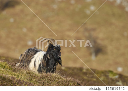 Wild goats 115619542