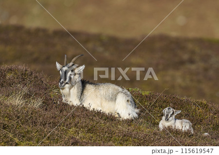 Wild goats 115619547