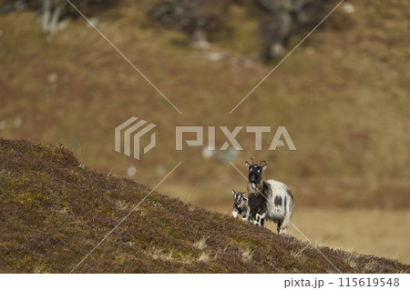 Wild goats 115619548