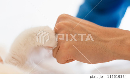 Veterinary Checkup. Cat And Veterinarian Doc Bumping Fists, Closeup Of Feline Paw And Doctor's Hand Symbolizing Friendship Between People And Animals On White Background. Panorama, Selective Focus 115619584